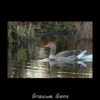Grauwe Gans, Anser anser